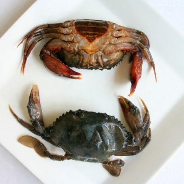 Thomsun Crab