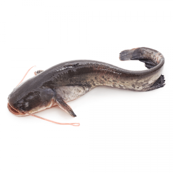 Fresh Catfish/Etta Koori