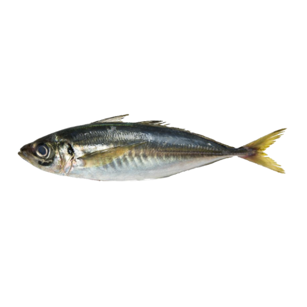 Fresh Horse Mackerel/Ayala Para