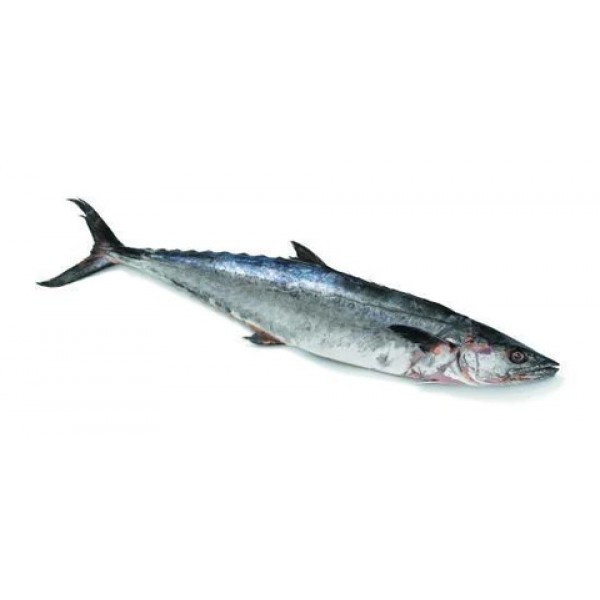 Thomsun Special Fish