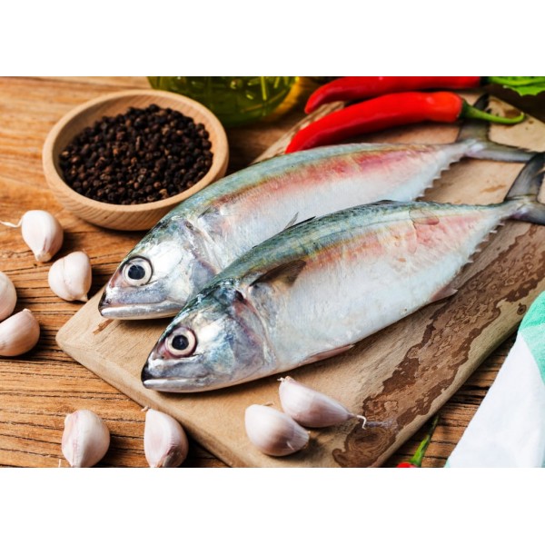 Fresh Mackerel Medium / الماكريل الطازج