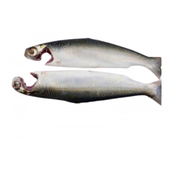 Fresh Milkfish Cleaned - Per 500Gm