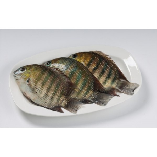 Fresh Pearl Spot/Karimeen