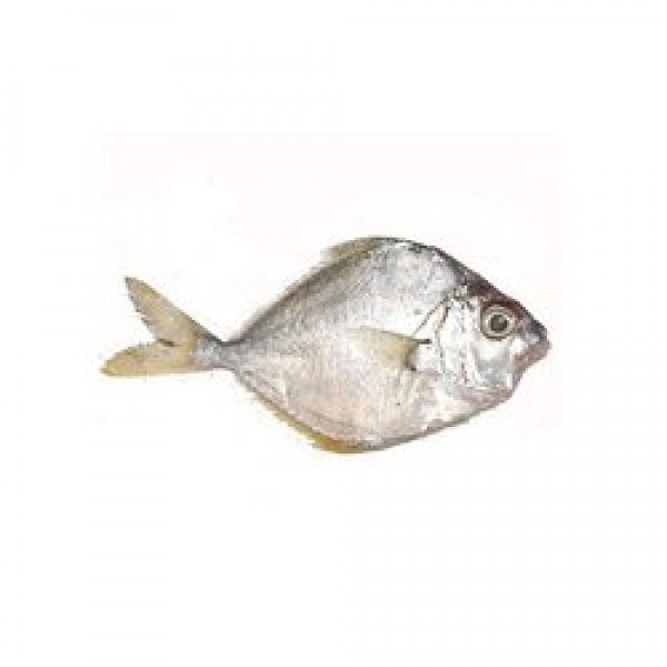 Fresh Pony/Mullan Whole - 500Gm