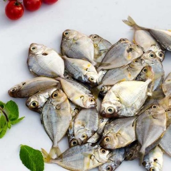 Fresh Pony/Mullan Fish 