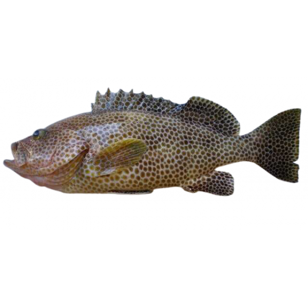 Fresh Reef Cod/Kalava