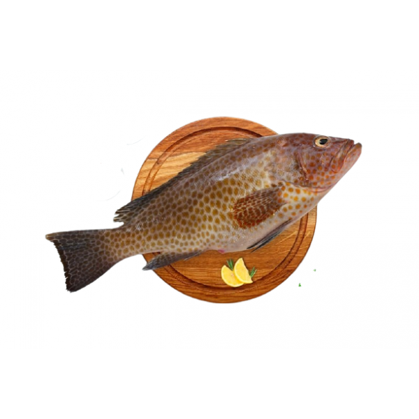 Fresh Reef Cod/Kalava