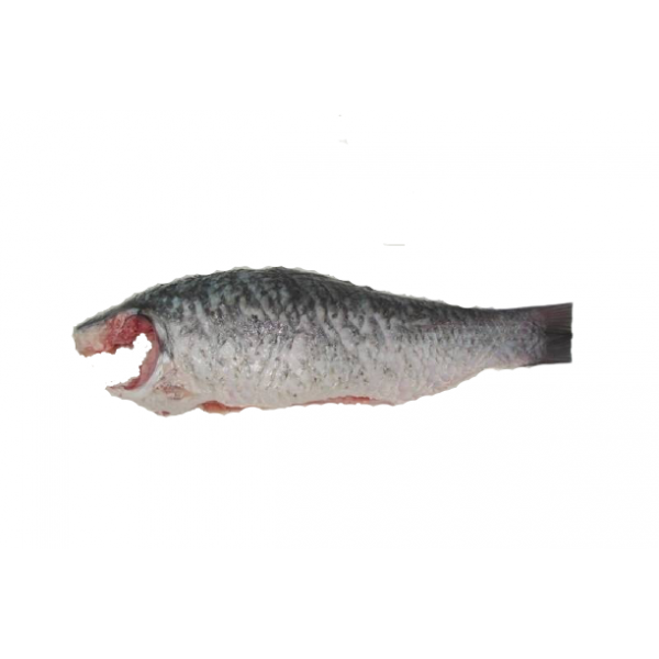 Fresh Rohu Whole Cleaned - Per 1Kg