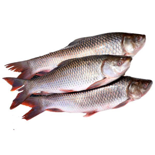 Fresh Rohu