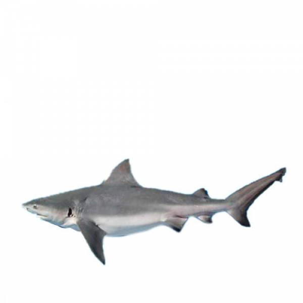 Fresh Shark Whole