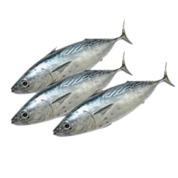 Fresh Tuna Black Whole Cleaned - Per 1Kg