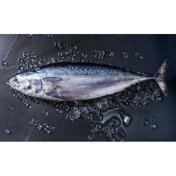 Fresh Tuna Black Whole  - Per 1Kg