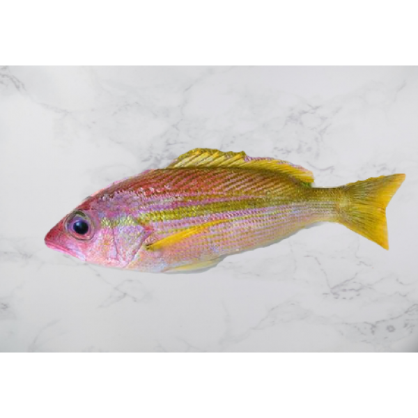 Fresh Yellow Snapper