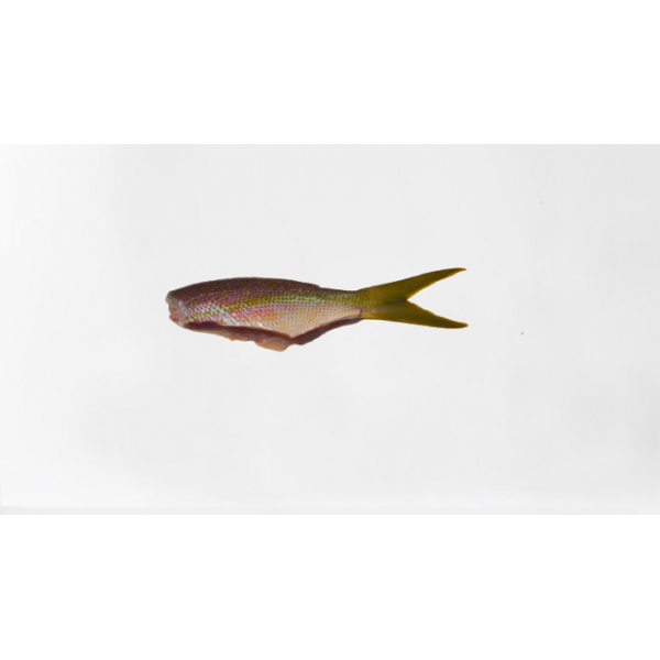 Fresh Yellow Snapper Cleaned - 500Gm