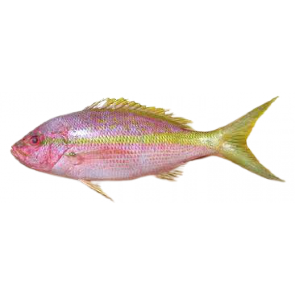 Fresh Yellow Snapper