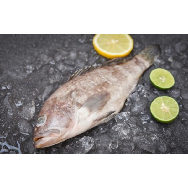 Frozen Grouper