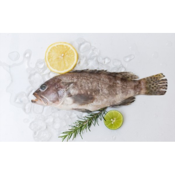 Frozen Grouper