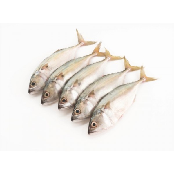Frozen Mackerel Medium Whole 