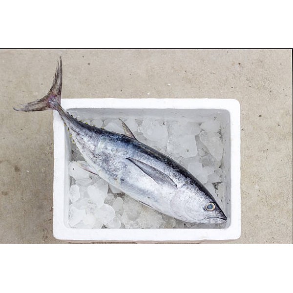 Frozen Tuna Whole