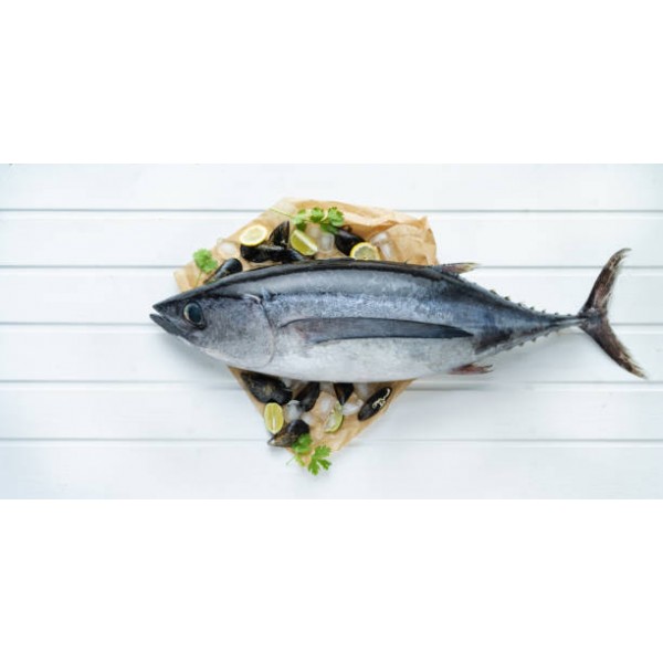 Frozen Tuna