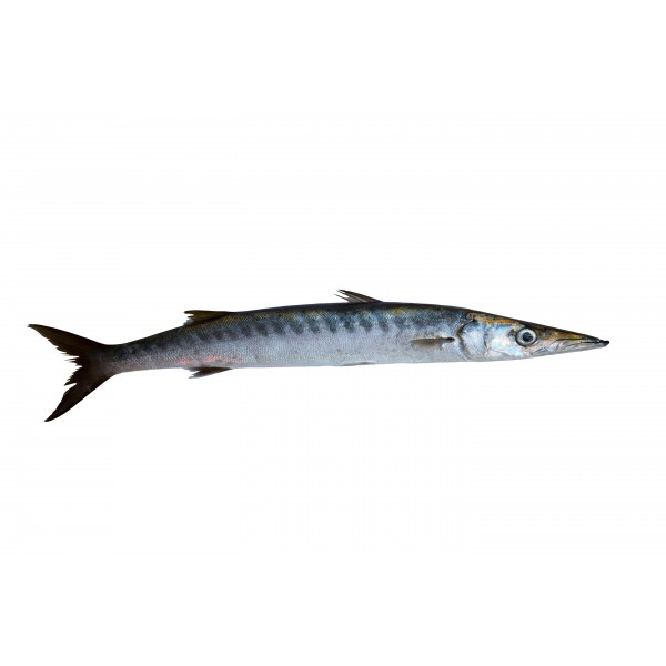 Fresh Barracuda / باراكودا الطازجة