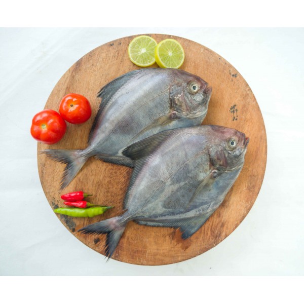 Fresh Black Pomfret Sea Catch / الزبيدي أسود