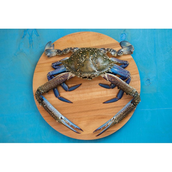 Fresh Crab Whole Blue Swimming