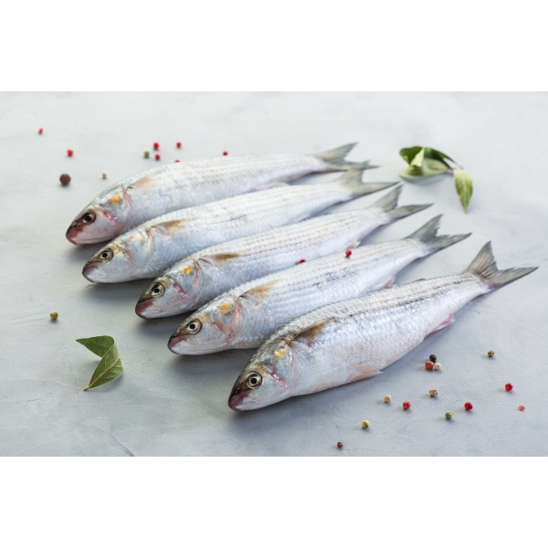 Fresh Grey Mullet / بيّاح