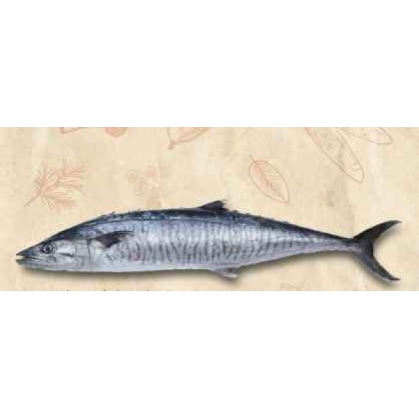 Fresh Wild King Fish /سمك الملك الطاز...