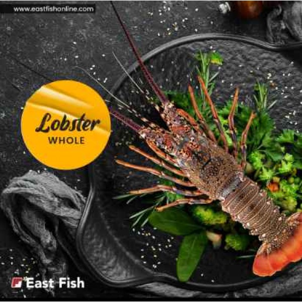 Fresh Lobster