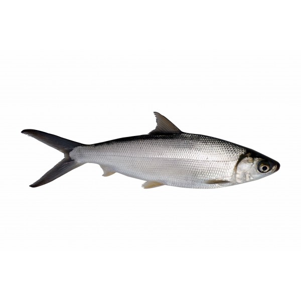 Fresh Milkfish Whole - Per 500Gm