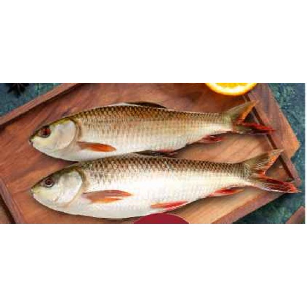 Fresh Rohu