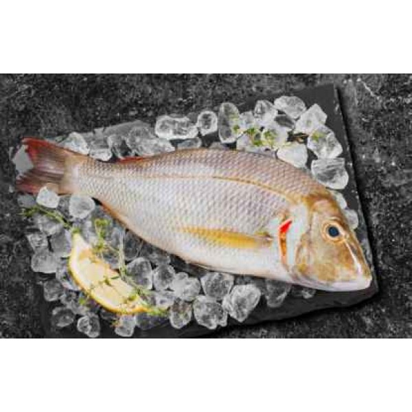 Fresh Sheri (Emperor Fish) Whole Large (500 - 100Gm) - Per 1Kg