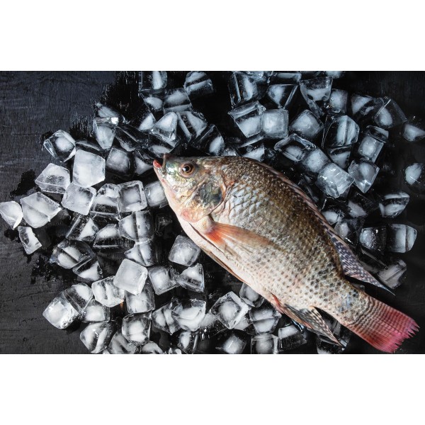 Fresh Tilapia