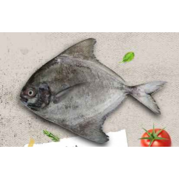 Black Pomfret Frozen