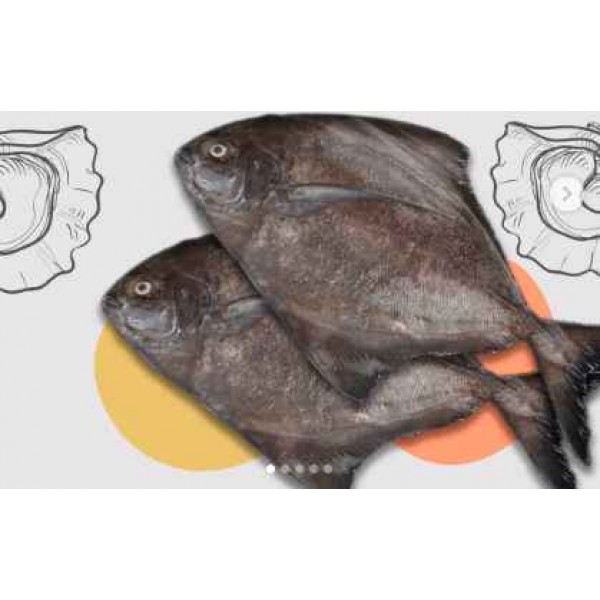 Black Pomfret Frozen