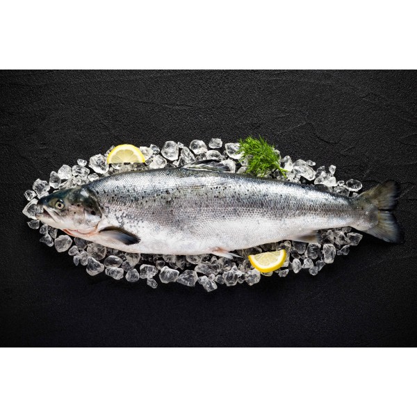 Salmon Chile Frozen