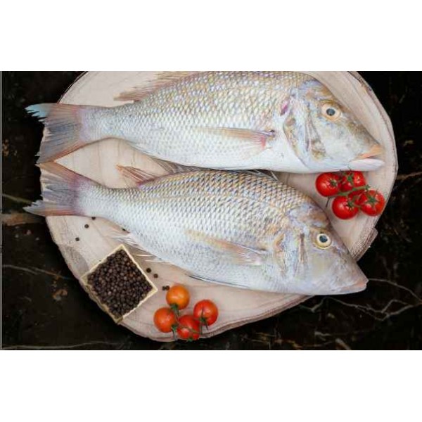 Frozen Sheri (Emperor Fish) 