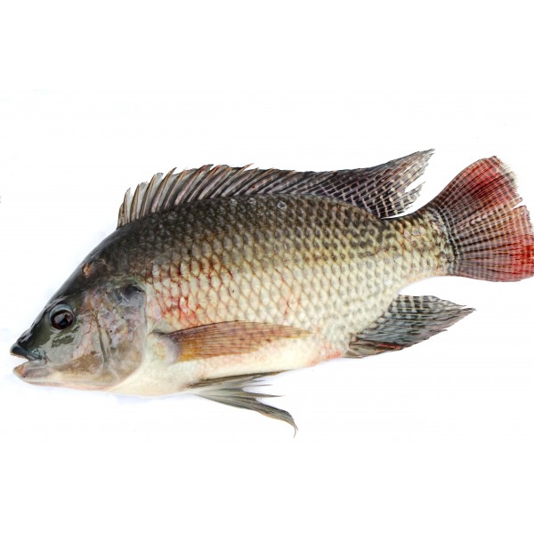 Frozen Tilapia