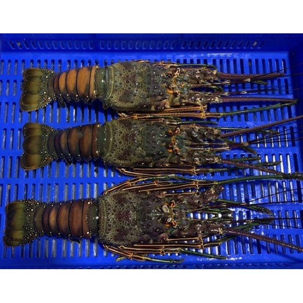 Lobster Whole Brazilian  Extra Large Frozen - Per PC