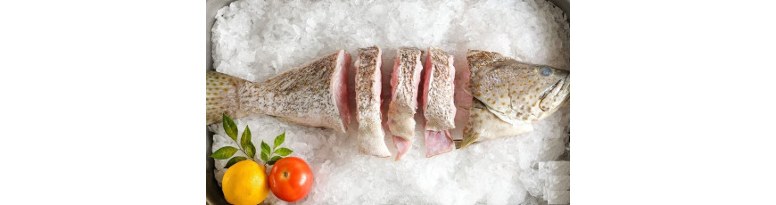Frozen Fish Frozen Fish
