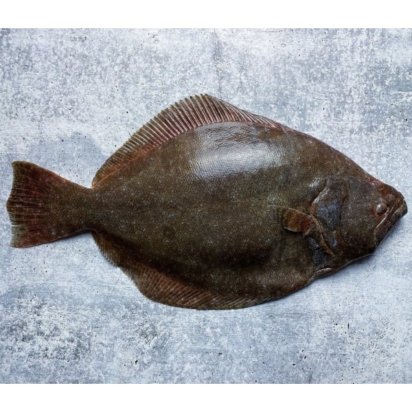 Fresh Halibut